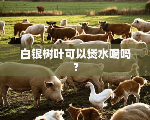 白银树叶可以煲水喝吗？