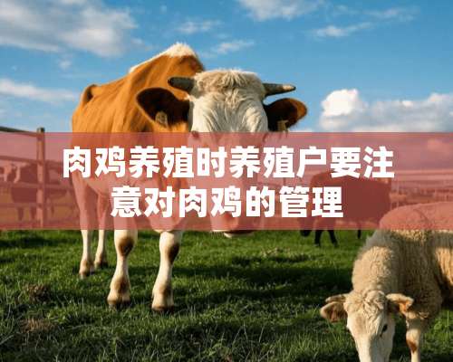 肉鸡养殖时养殖户要注意对肉鸡的管理