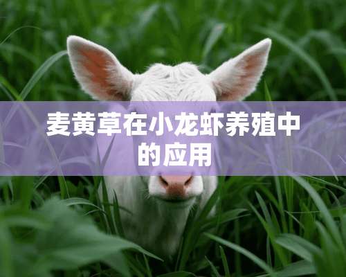 麦黄草在小龙虾养殖中的应用