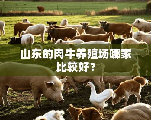 山东的肉牛养殖场哪家比较好？