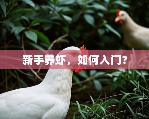 新手养虾，如何入门？