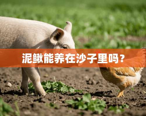 泥鳅能养在沙子里吗？