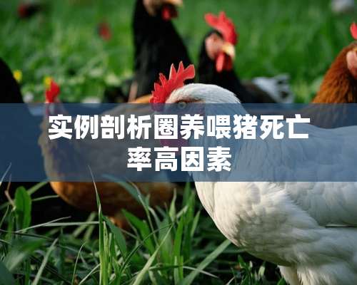 实例剖析圈养喂猪死亡率高因素