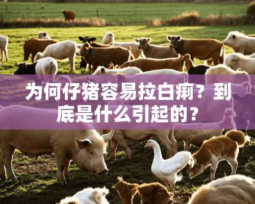 为何仔猪容易拉白痢？到底是什么引起的？