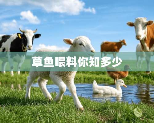 草鱼喂料你知多少