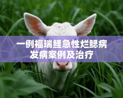 一例福瑞鲤急性烂鳃病发病案例及治疗