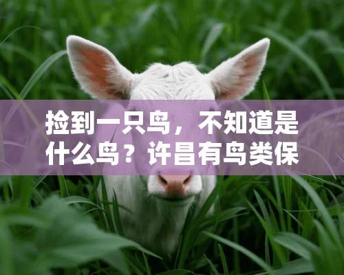 捡到一只鸟，不知道是什么鸟？许昌有鸟类保护电话吗？