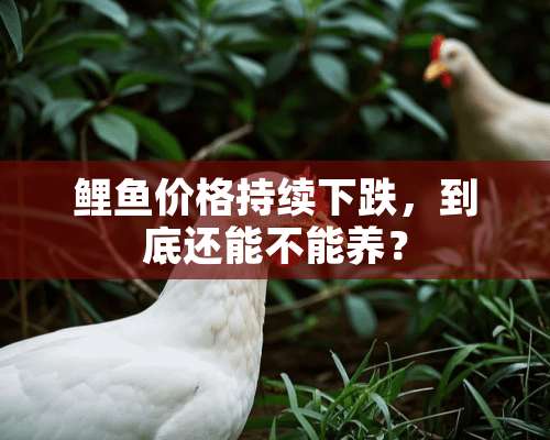 鲤鱼价格持续下跌，到底还能不能养？