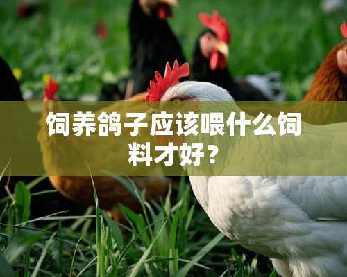 饲养鸽子应该喂什么饲料才好？