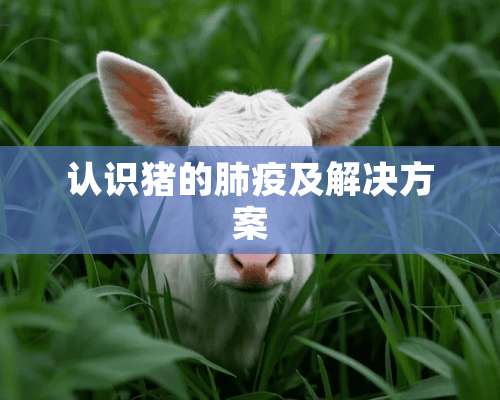 认识猪的肺疫及解决方案