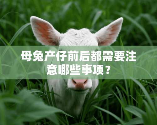 母兔产仔前后都需要注意哪些事项？