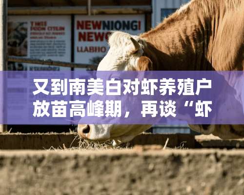 又到南美白对虾养殖户放苗高峰期，再谈“虾苗去哪了？”