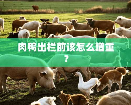 肉鸭出栏前该怎么增重？