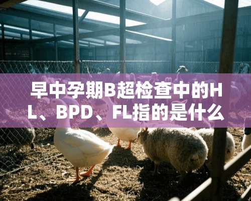 早中孕期B超检查中的HL、BPD、FL指的是什么数据？