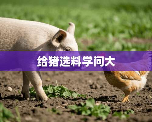 给猪选料学问大