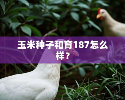 玉米种子和育187怎么样？