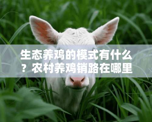 生态养鸡的模式有什么？农村养鸡销路在哪里？