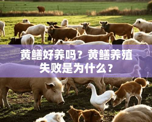 黄鳝好养吗？黄鳝养殖失败是为什么？