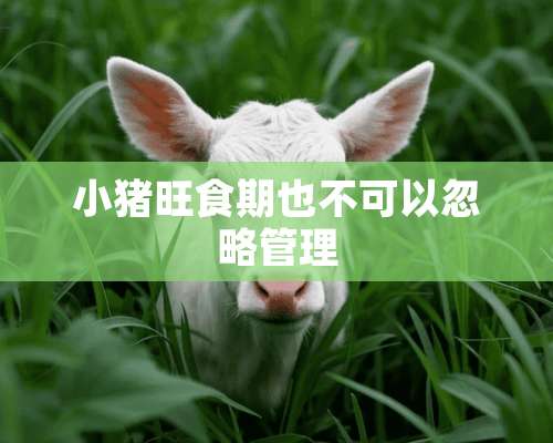 小猪旺食期也不可以忽略管理