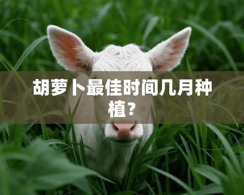 胡萝卜最佳时间几月种植？