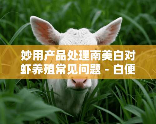 妙用产品处理南美白对虾养殖常见问题－白便