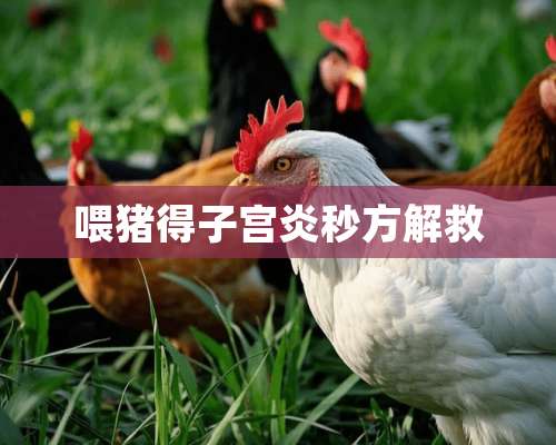 喂猪得子宫炎秒方解救