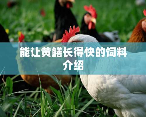 能让黄鳝长得快的饲料介绍