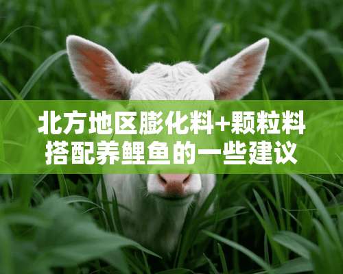 北方地区膨化料+颗粒料搭配养鲤鱼的一些建议和方法