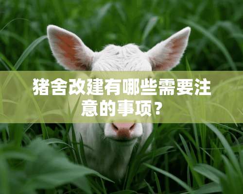 猪舍改建有哪些需要注意的事项？