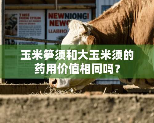 玉米笋须和大玉米须的药用价值相同吗？