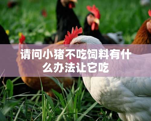 请问小猪不吃饲料有什么办法让它吃