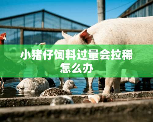 小猪仔饲料过量会拉稀怎么办