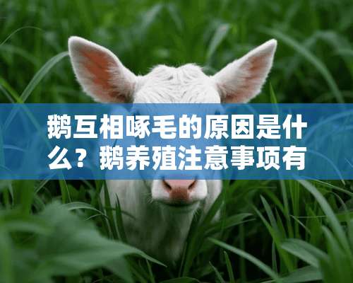 鹅互相啄毛的原因是什么？鹅养殖注意事项有什么？