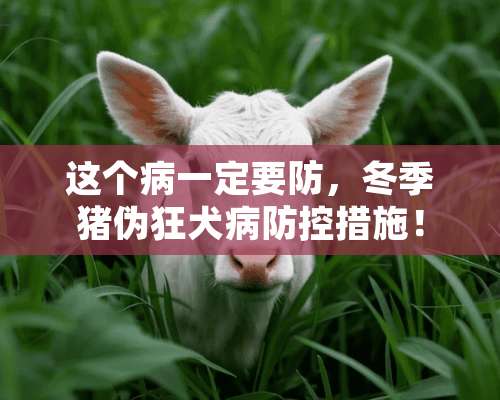 这个病一定要防，冬季猪伪狂犬病防控措施！