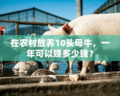 在农村放养10头母牛，一年可以赚多少钱？