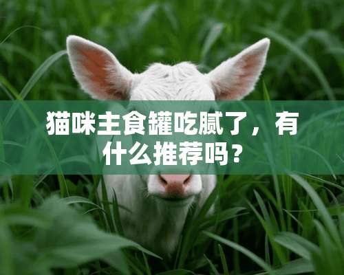 猫咪主食罐吃腻了，有什么推荐吗？