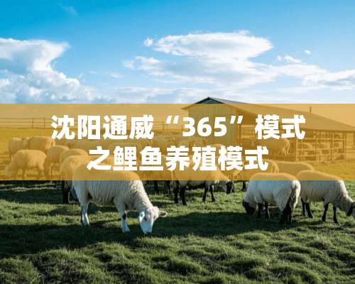 沈阳通威“365”模式之鲤鱼养殖模式