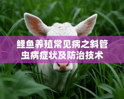 鲤鱼养殖常见病之斜管虫病症状及防治技术