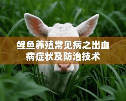 鲤鱼养殖常见病之出血病症状及防治技术