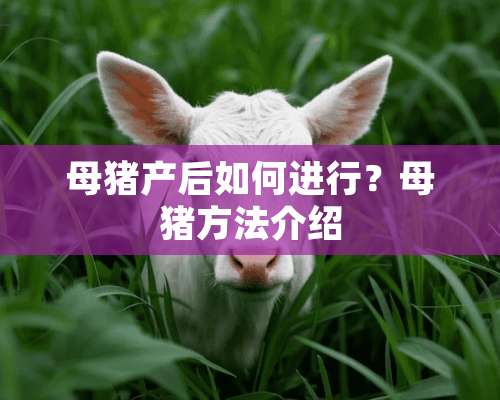 母猪产后如何进行？母猪方法介绍