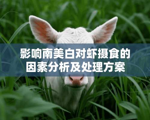 影响南美白对虾摄食的因素分析及处理方案