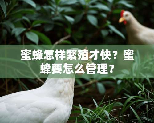 蜜蜂怎样繁殖才快？蜜蜂要怎么管理？