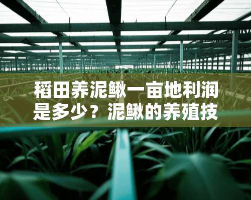 稻田养泥鳅一亩地利润是多少？泥鳅的养殖技术有哪些？