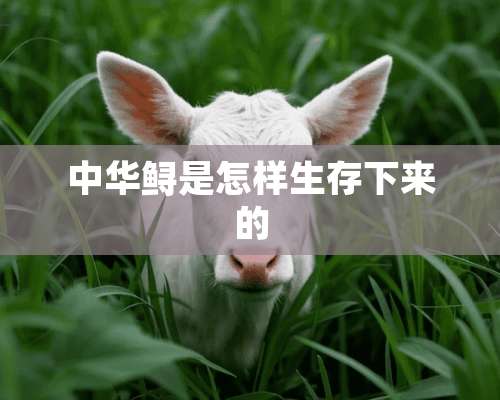 中华鲟是怎样生存下来的