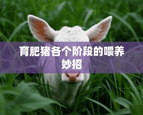 育肥猪各个阶段的喂养妙招