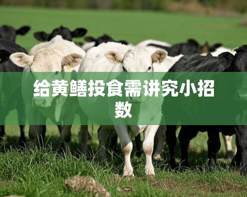 给黄鳝投食需讲究小招数