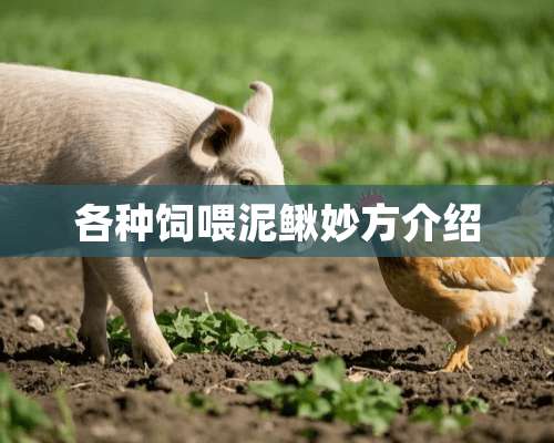 各种饲喂泥鳅妙方介绍