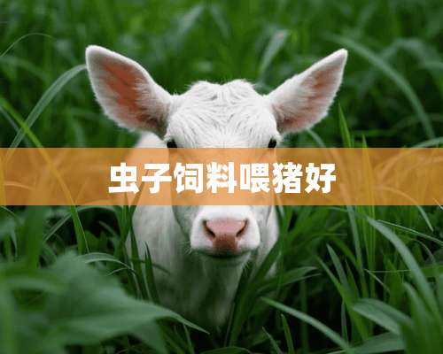 虫子饲料喂猪好