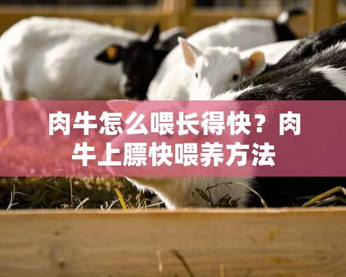 肉牛怎么喂长得快？肉牛上膘快喂养方法