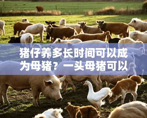 猪仔养多长时间可以成为母猪？一头母猪可以养几年？